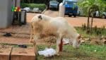 mouton tabaski sacrifice rituel financier Mouton_rue_Bamako_Mali