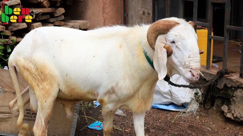 A la fête du mouton, les consommateurs sont tondus !