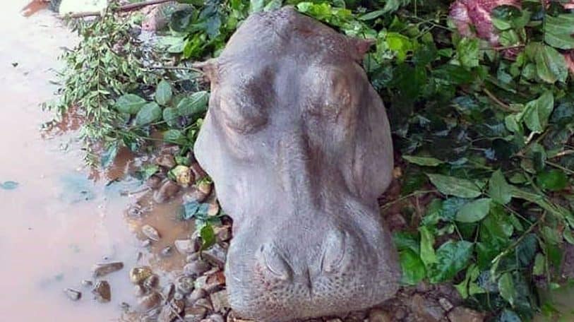 Non, il n’y a pas de fierté à tuer un hippopotame !