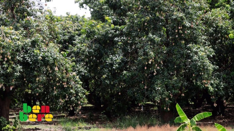 A Kangaba, les mangues appartiennent à tout le monde !