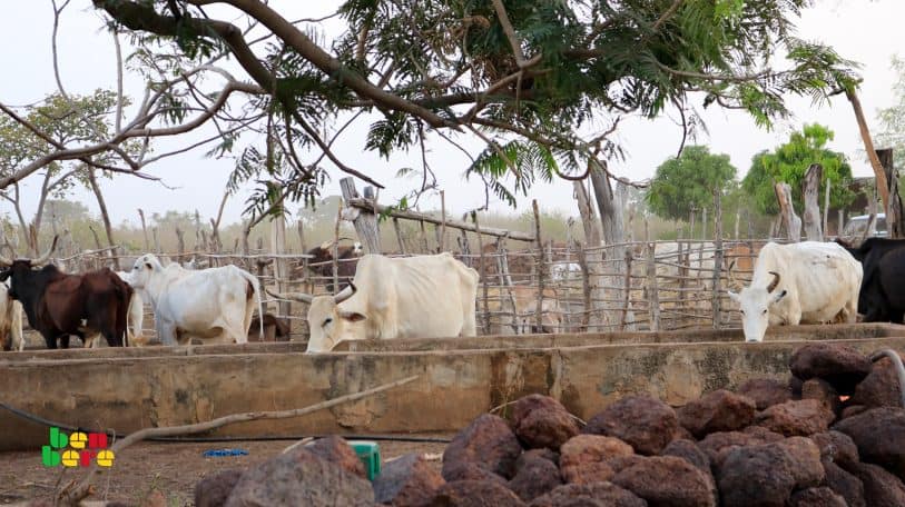 Le Yaaral interdit : sur la piste des bœufs perdus de Diafarabé