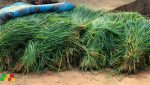 Mali : le business florissant de la vente d’herbe