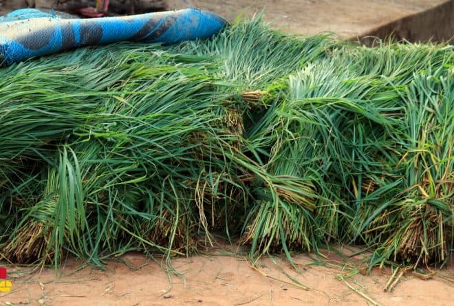 Mali : le business florissant de la vente d’herbe