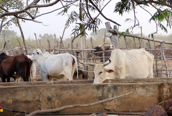 A Bandiagara, Peuls et Dogons sous la loi des voleurs de bétail