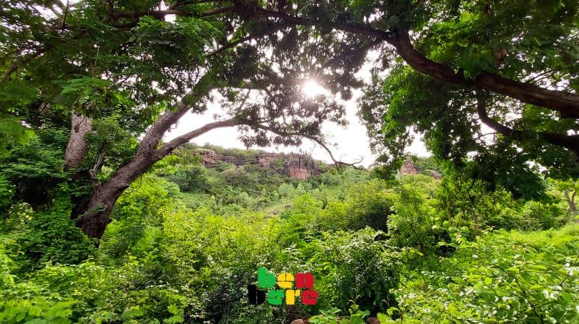 #Cop25çachauffe :  mais où sont les forêts classées au Mali ?