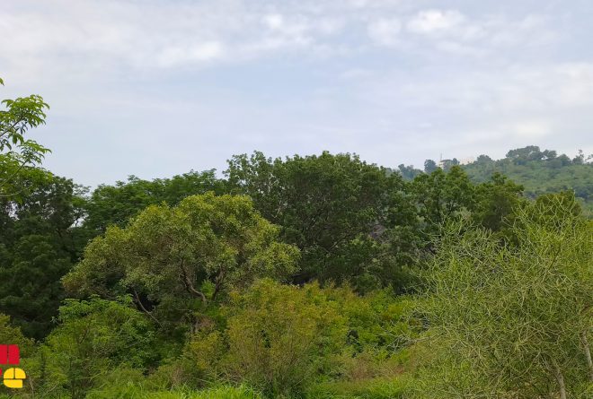 Kayes : silence, on détruit les forêts à Kéniéba