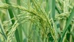 Mopti : champs de riz cherchent désespérément moissonneurs