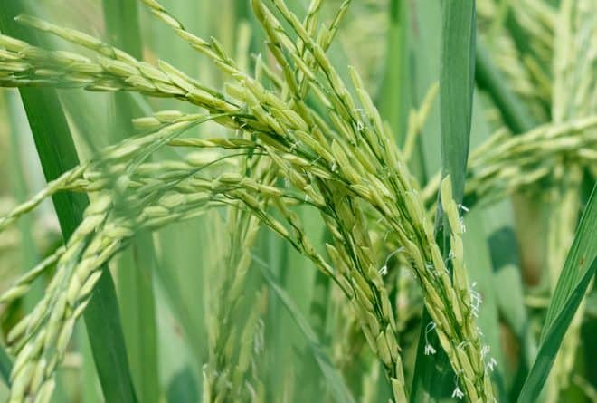 Mopti : champs de riz cherchent désespérément moissonneurs