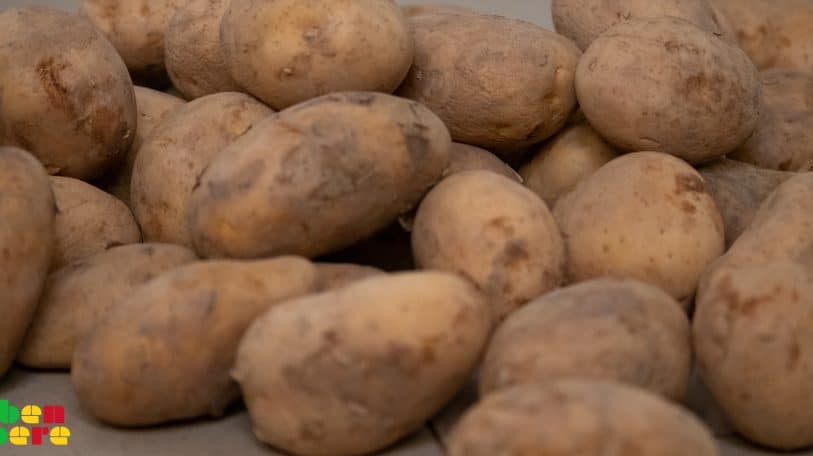 Tombouctou : à Kabara, la culture de la pomme de terre a le vent en poupe