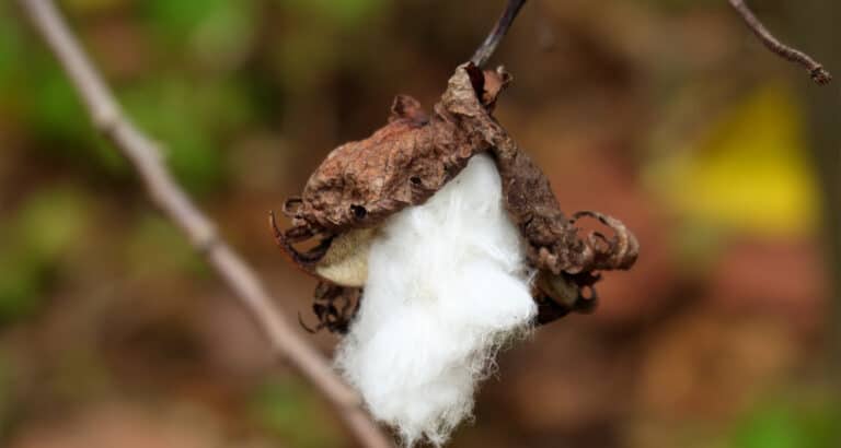 Covid-19 : au Mali, le secteur du coton bat de l’aile