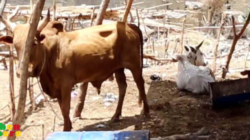 Mopti : l&rsquo;élevage d’embouche, activité en vogue à mieux encadrer