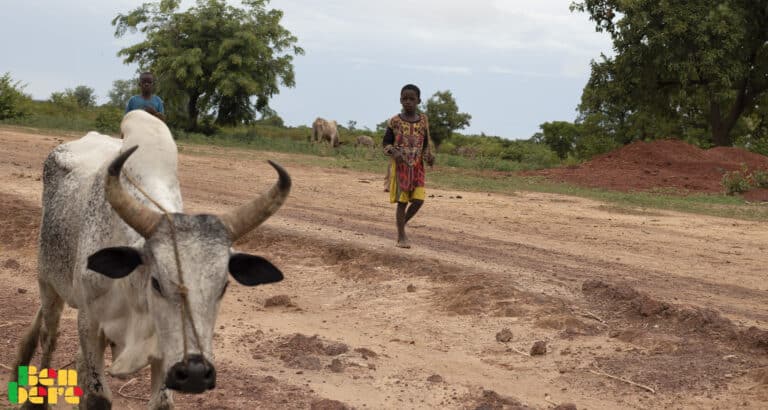Mali : touché par la crise sanitaire et sociopolitique, le secteur du bétail peine à se relever
