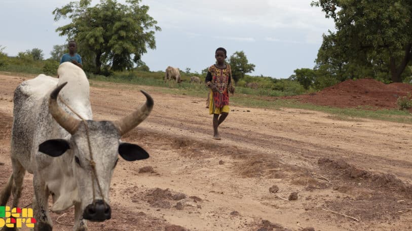 Mali : touché par la crise sanitaire et sociopolitique, le secteur du bétail peine à se relever