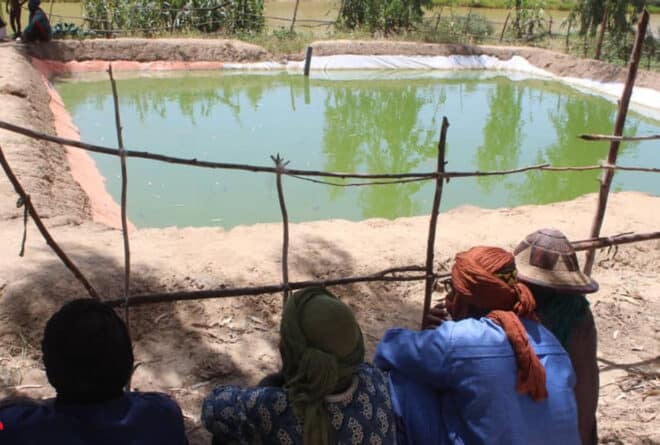 Goundam : ces étangs piscicoles qui font renaitre l’espoir