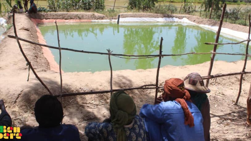 Goundam : ces étangs piscicoles qui font renaitre l’espoir