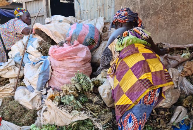Santé : la tradi-thérapie, premier recours pour les patients au Mali