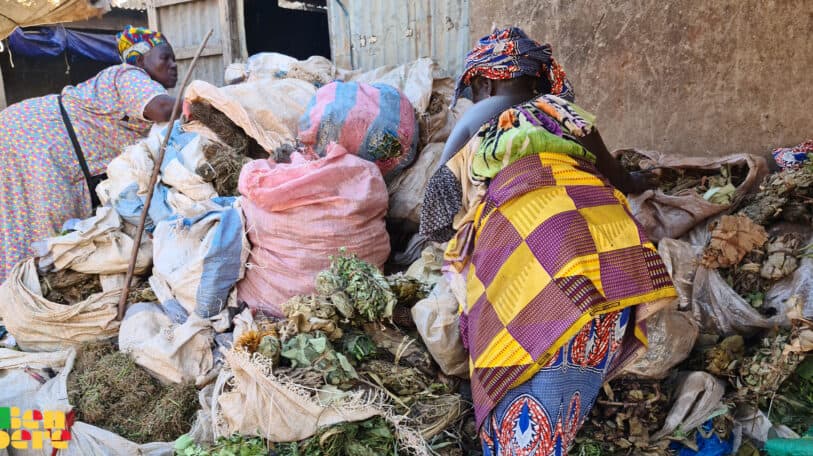 Santé : la tradi-thérapie, premier recours pour les patients au Mali