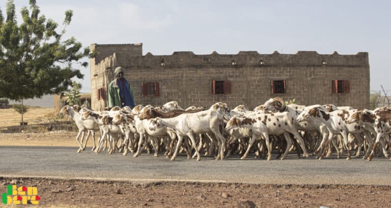 Mali : l’élevage à l’heure du numérique avec le projet STAMP