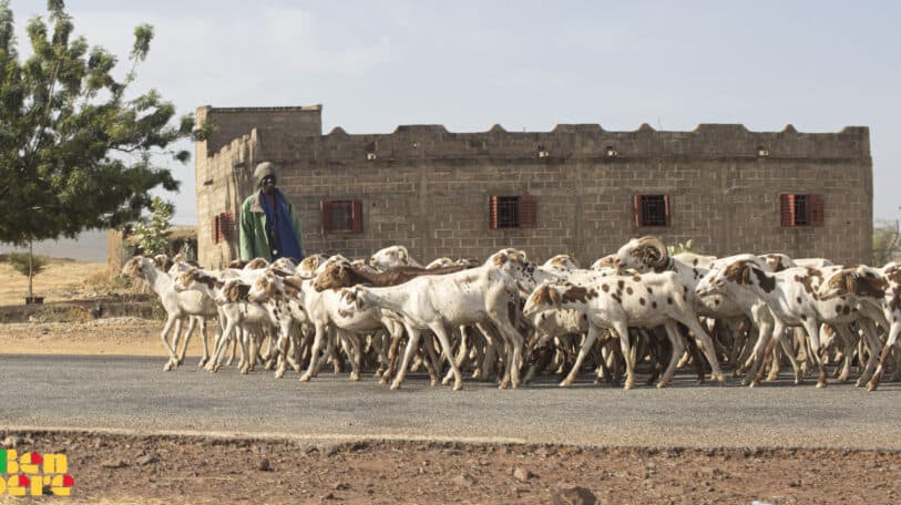 Mali : l’élevage à l’heure du numérique avec le projet STAMP