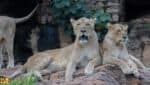 Zoo national : aucun lion ne s’est échappé, selon les responsables