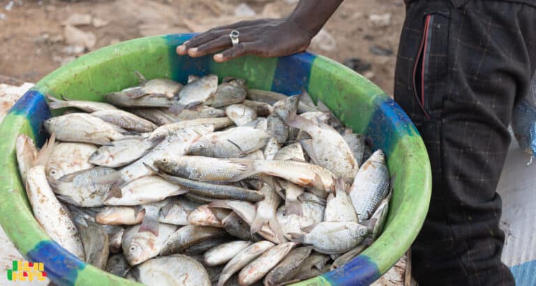 A Mopti, la pêche à l’épreuve de l’ensablement