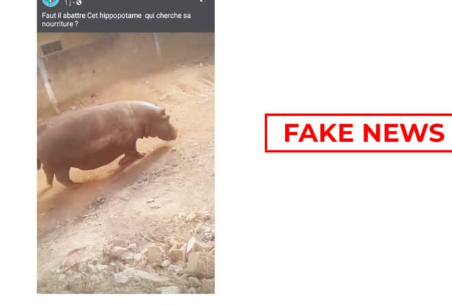 #BenbereVerif : la vidéo de cet hippopotame n’a pas été tournée dans un village malien