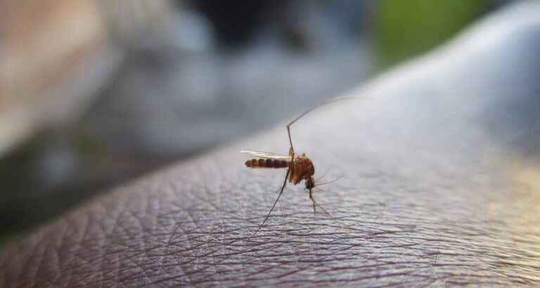 Covid-19 : coup dur pour les efforts de lutte contre le paludisme