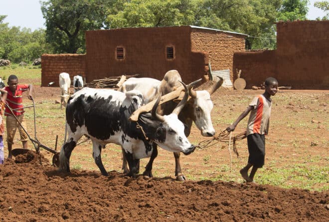 Agriculture : les Maliens attendent plus d’investissements