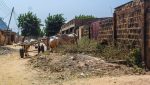 Animaux errants ou en état de divagation à Bamako : gare à l’accident