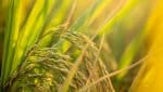 Tombouctou : les champs rizicoles menacés par le changement climatique